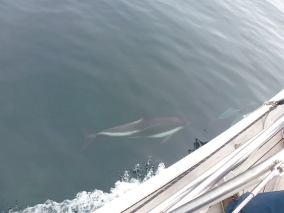 blog - dolphin 1