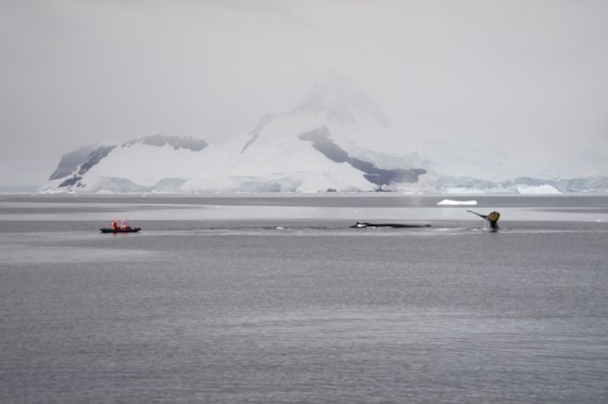 blog - kayak whale 3