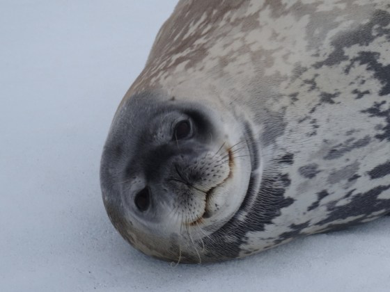 Blog - Seal
