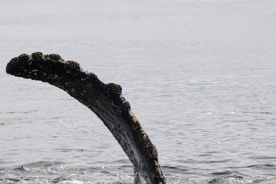 blog - whale 2