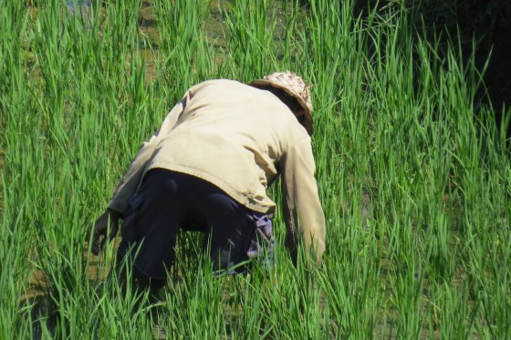 Rice paddy