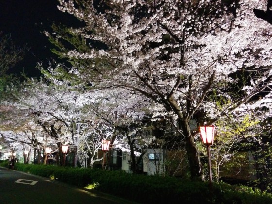 Cherry blossoms, Kyoto